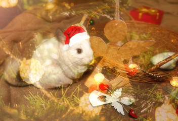 Wall Mural - White chinchilla in Santa hat with presents. Christmas lights and garland. Winter season and New Year pet present. Celebration holidays.