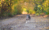 Fototapeta Zwierzęta - Adorable dog walking on the road in the forest