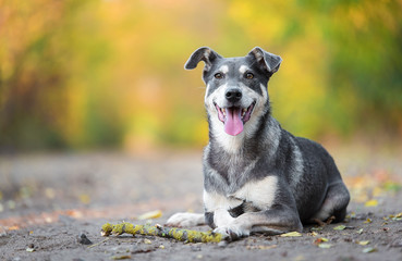 Adorable dog resting with a wooden stick on the road in the forest