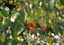 Sear Autumn Leaves On Tree