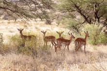 Some Gazelles Hide Behind The Bushes In The Savannah