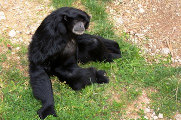 Poster - a monkey sitting on the grass