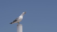 Loud And Noisy Seagull Perched On A Pole Squawking Against Clear Blue Sky
