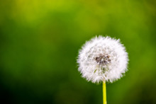 Dandelion Cloesup Photography With Green Background 