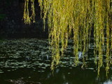 Fototapeta Sawanna - willow and aquatec plant