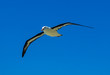 Albatros à sourcils noirs,.Thalassarche melanophris, Black browed Albatross, Iles Falkland, Iles Malouines