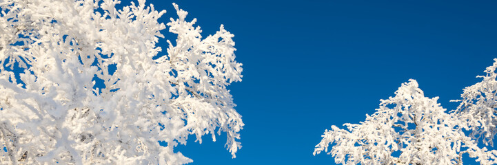 Wall Mural - Snowy white trees from below against blue sky, winter panoramic background with copy-space