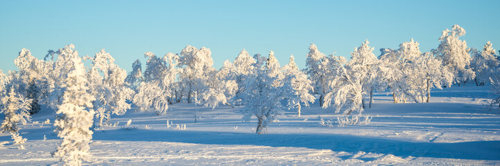 Wall Mural - Snowy landscape, frozen trees in winter in Saariselka, panoramic winter background, Lapland, Finland
