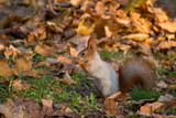 Fototapeta Paryż - Red squirrel sitting on a tree in forest