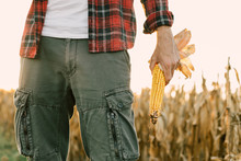 Corn Farmer Holding Harvested Ears Of Corn Crop In Field