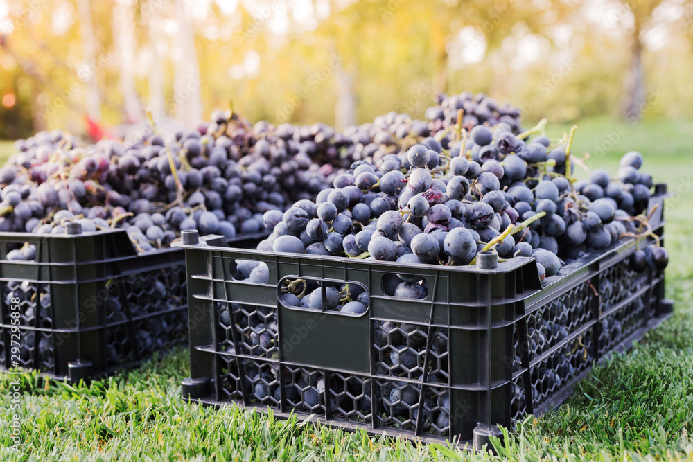 Baskets of Ripe bunches of black grapes outdoors. Autumn grapes harvest in vineyard on grass ready to delivery for wine making. Cabernet Sauvignon, Merlot, Pinot Noir, Sangiovese grape sort in boxes. - obrazy, fototapety, plakaty 