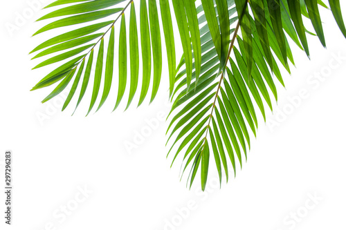 Fototapete - tropical coconut leaf isolated on white background, summer background
