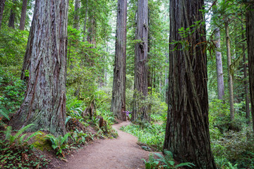 Fototapeta sequoia