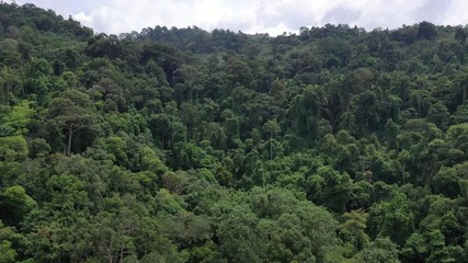 Wall Mural - Aerial footage of rainforest in Southeast Asia 