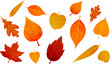 Autumn falling leaves isolated on white background. Vector illustration.