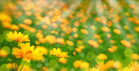 Wall Mural - Flower meadow in the form of a panorama. Yellow flowers on a green meadow in spring and summer. Wallpaper for design and decor. Flowers in the sun.