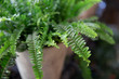Nephrolepis or fern in a pot. Selective focus. Close-up.