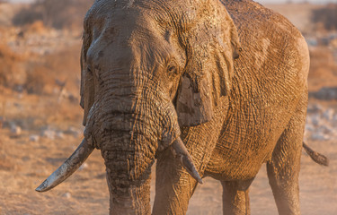 Elephant close-up in the evening light