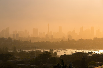 Wall Mural - foggy sydney skyline under the warm sunlight.