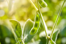 Young Green Pods Of Varietal Soybeans On The Stem Of A Plant In A Soybean Field In The Morning During The Active Growth Of Crops. Selective Focus.
