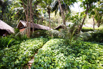 tree in the garden