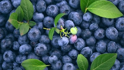 Poster - Blueberry. Ripe and juicy fresh picked blueberries background, closeup. Top view. Rotation. Slow motion 4K UHD video footage. 3840X2160