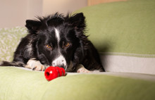 A Beautiful Border Collie Puppy Stares At His Kong On The Couch