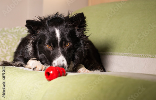 Photographie A beautiful border collie puppy stares at his Kong on the couch