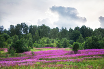 A field of flowering fireweed in cloudy  summer weather