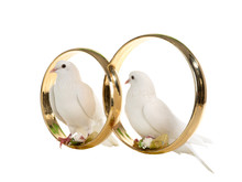 White Doves Sit Wedding Rings Isolated On A White