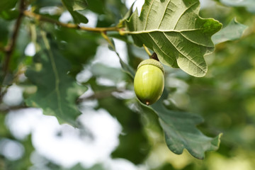 Wall Mural - green acorn on the oak closeup