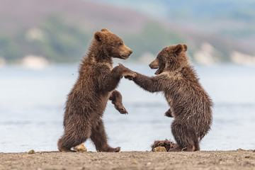 Ruling the landscape, brown bears of Kamchatka (Ursus arctos beringianus)