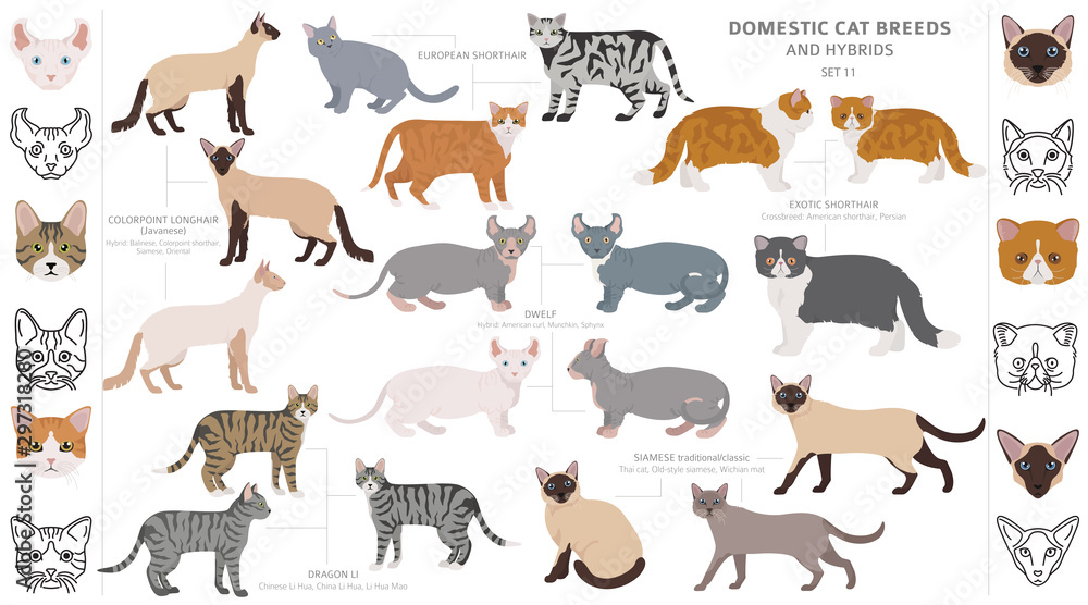 Domestic cat breeds and hybrids collection isolated on white. Flat ...
