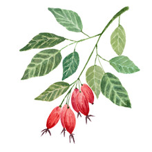 Hand Drawn Of Ripen Autumn Rose Hip Berries Using Watercolor Isolated On White Background For Illustration And Card Design Purpose