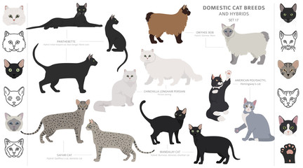 Wall Mural - Domestic cat breeds and hybrids collection isolated on white. Flat style set. Different color and country of origin