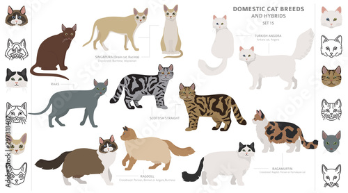 cat breeds by country