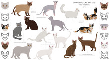 Domestic Cat Breeds And Hybrids Collection Isolated On White. Flat Style Set. Different Color And Country Of Origin