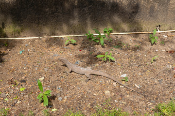 lizard on the beach of Sri Lanka