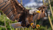 © fotonaturali - Aquila reale, che spicca il volo, in primo piano, in falconeria