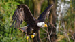 © fotonaturali - Aquila reale, che spicca il volo, in primo piano, in falconeria