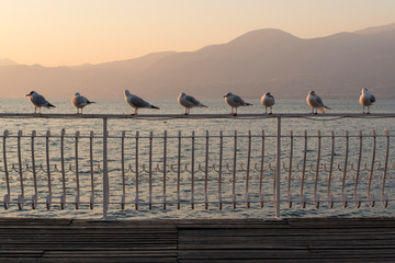 Wall Mural - a lot of seagull relaxing inthe sunset