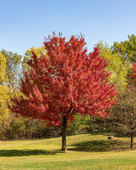 a red maple showing off it's october glory.