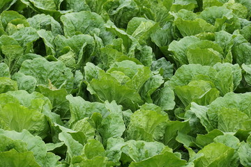 Vegetable field in Ushimado,Okayama,Japan