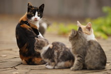 Maneki Neko Tricolor Cat And Her Small Kittens, Family Portrait Outdoor, Relaxation Domestic Animals