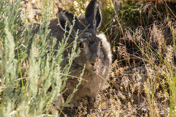 Wall Mural - Jackrabbit Hiding