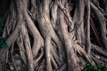 Deep Seated Roots Of Banyan Tree