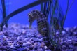 © Steve - Serine Seahorse