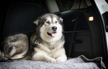 dog in the car, breed Alaskan Malamute