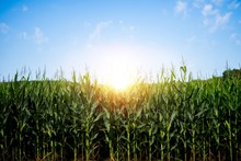 Beautiful Shot Of A Cornfield With The Sun Shining In A Blue Sky