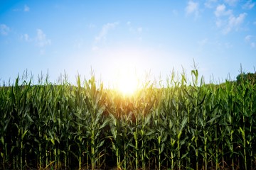 Canvas Print - Beautiful shot of a cornfield with the sun shining in a blue sky